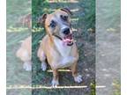Labrador Retriever DOG FOR ADOPTION RGADN-1087672 - Nate - Labrador Retriever