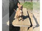 Basenji Mix DOG FOR ADOPTION RGADN-1087702 - Beth - Basenji / Mixed Dog For