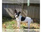 Boston Terrier DOG FOR ADOPTION RGADN-1087708 - Alexa - Boston Terrier (short