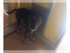 Catahoula Leopard Dog Mix DOG FOR ADOPTION RGADN-1087714 - BIG D - Catahoula