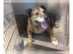 Boxer Mix DOG FOR ADOPTION RGADN-1087715 - BRIDGET - Boxer / Mixed (medium coat)