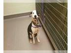 Border Collie Mix DOG FOR ADOPTION RGADN-1087721 - HOLLY - Border Collie / Mixed