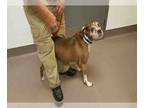 Boxer Mix DOG FOR ADOPTION RGADN-1087725 - STORMY - Boxer / Mixed (medium coat)