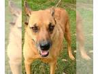 Boxer Mix DOG FOR ADOPTION RGADN-1087756 - Artie - Shepherd / Boxer / Mixed