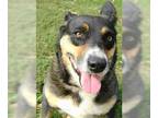 Australian Shepherd Mix DOG FOR ADOPTION RGADN-1087757 - Dahlia - Australian