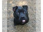 American Pit Bull Terrier DOG FOR ADOPTION RGADN-1087768 - Jax - American Pit