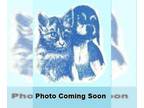 Labrador Retriever Mix DOG FOR ADOPTION RGADN-1087823 - Charlie - Labrador