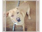 Retriever Mix DOG FOR ADOPTION RGADN-1087859 - Lola - Retriever / Mixed (short