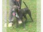 Weimaraner Mix DOG FOR ADOPTION RGADN-1087879 - Dorian - Weimaraner / Mixed