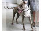 Boxer Mix DOG FOR ADOPTION RGADN-1087880 - Venice - Boxer / Mixed (short coat)