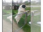 Great Pyrenees Mix DOG FOR ADOPTION RGADN-1087917 - Gus - Great Pyrenees / Mixed