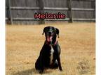 Labrador Retriever Mix DOG FOR ADOPTION RGADN-1087929 - Melanie - Labrador