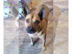 Chow Chow Mix DOG FOR ADOPTION RGADN-1087950 - Shirley - White Swiss Shepherd