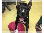 American Pit Bull Terrier Mix DOG FOR ADOPTION RGADN-1087978 - MAMA - Pit Bull