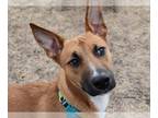 Whippet Mix DOG FOR ADOPTION RGADN-1087980 - TY - Belgian Shepherd Malinois /