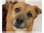 Chow Chow DOG FOR ADOPTION RGADN-1087996 - PIE - Chow Chow (medium coat) Dog For