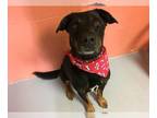 Rottweiler Mix DOG FOR ADOPTION RGADN-1088002 - RANDY - Rottweiler / Mixed