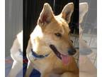 Carolina Dog DOG FOR ADOPTION RGADN-1088012 - BUGSY - Carolina Dog (short coat)
