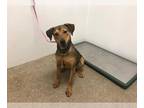 Labrador Retriever Mix DOG FOR ADOPTION RGADN-1088017 - ARIANNA - Labrador