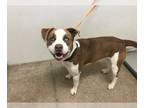 Akita DOG FOR ADOPTION RGADN-1088023 - GARRETT - Akita (medium coat) Dog For