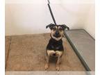 German Shepherd Dog Mix DOG FOR ADOPTION RGADN-1088026 - THEO - German Shepherd