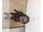 Labrador Retriever DOG FOR ADOPTION RGADN-1088033 - CHANCE - Labrador Retriever