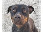 Rottweiler Mix DOG FOR ADOPTION RGADN-1088068 - Bubba - Rottweiler / Mixed