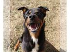 Rottweiler Mix DOG FOR ADOPTION RGADN-1088076 - Axel - Rottweiler / Mixed Dog