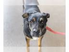 Rottweiler Mix DOG FOR ADOPTION RGADN-1088077 - Sierra - Rottweiler / Mixed Dog