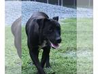 Labrador Retriever Mix DOG FOR ADOPTION RGADN-1088157 - Cozy - Labrador