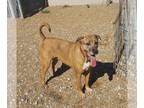 Chinese Shar-Pei Mix DOG FOR ADOPTION RGADN-1088224 - Miley - Shar Pei / Mixed