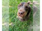 Dachshund DOG FOR ADOPTION RGADN-1088246 - Dexter-Sponsor - Dachshund /