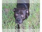 Boxador DOG FOR ADOPTION RGADN-1088275 - Jojo - Labrador Retriever / Boxer /