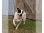 Borador DOG FOR ADOPTION RGADN-1088300 - Smudge - Border Collie / Labrador