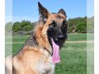 German Shepherd Dog DOG FOR ADOPTION RGADN-1088304 - Simba - German Shepherd Dog
