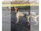 Treeing Walker Coonhound DOG FOR ADOPTION RGADN-1088305 - Katie - Treeing Walker