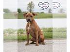 American Pit Bull Terrier-Retriever Mix DOG FOR ADOPTION RGADN-1088320 - Indy
