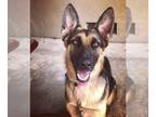 German Shepherd Dog DOG FOR ADOPTION RGADN-1088368 - Sadie - German Shepherd Dog