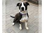 Great Dane Mix DOG FOR ADOPTION RGADN-1088372 - Seamus - Great Dane / Mixed
