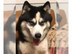 Siberian Husky DOG FOR ADOPTION RGADN-1088411 - Kato - Siberian Husky (long