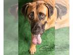 German Shepherd Dog-Mastiff Mix DOG FOR ADOPTION RGADN-1088423 - Chip - Mastiff