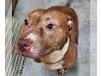 Staffordshire Bull Terrier Mix DOG FOR ADOPTION RGADN-1088426 - Justina -