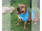 Chinese Shar-Pei Mix DOG FOR ADOPTION RGADN-1088463 - Hudson - Shar Pei /