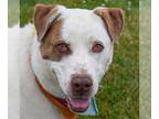 Boxer-Great Pyrenees Mix DOG FOR ADOPTION RGADN-1088474 - Frank - Great Pyrenees