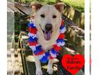 Chow Chow Mix DOG FOR ADOPTION RGADN-1088494 - Alfee - Chow Chow / Mixed Dog For