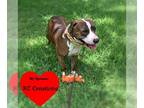 American Pit Bull Terrier-Catahoula Leopard Dog Mix DOG FOR ADOPTION