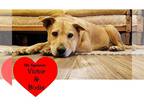 Chow Chow Mix DOG FOR ADOPTION RGADN-1088500 - Lemon - Chow Chow / Mixed Dog For