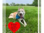 Huskies Mix DOG FOR ADOPTION RGADN-1088501 - Mia - Husky / Mixed Dog For