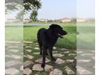 English Springer Spaniel Mix DOG FOR ADOPTION RGADN-1088503 - Sammy - Unknown