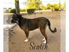 Great Pyrenees-Leonberger Mix DOG FOR ADOPTION RGADN-1088575 - Scotch -